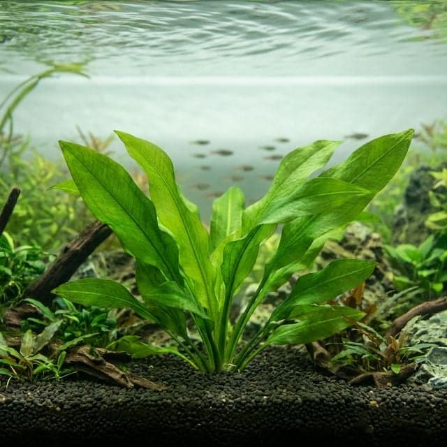 Amazon sword plant in an aquascape