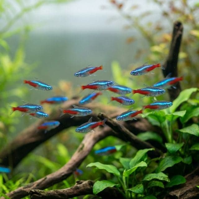 Neon tetras in a planted aquarium